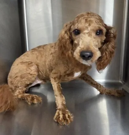 A baby small-sized male Cavalier King Charles Spaniel dog named Benny for adoption in Kinzers , PA