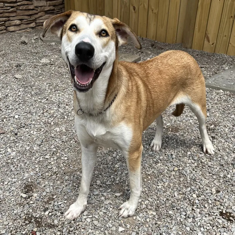 An adult large-sized female Brown / Chocolate Mixed Breed dog named Chrissy for adoption in Fairport, NY