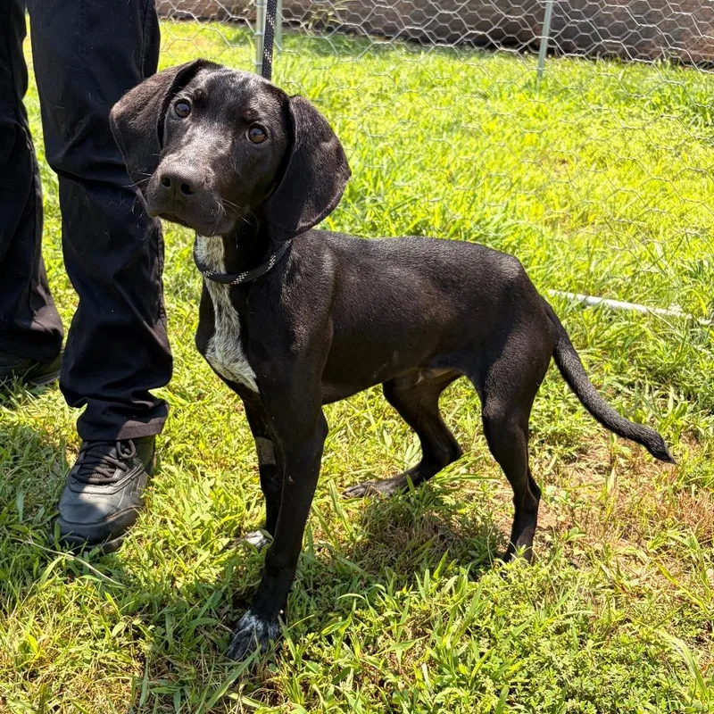A young medium-sized male Black Hound dog named Elvis for adoption in Pensacola, FL