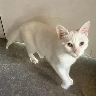 A senior small-sized female White Domestic Short Hair cat named Snowflake for adoption in Los Angeles, CA