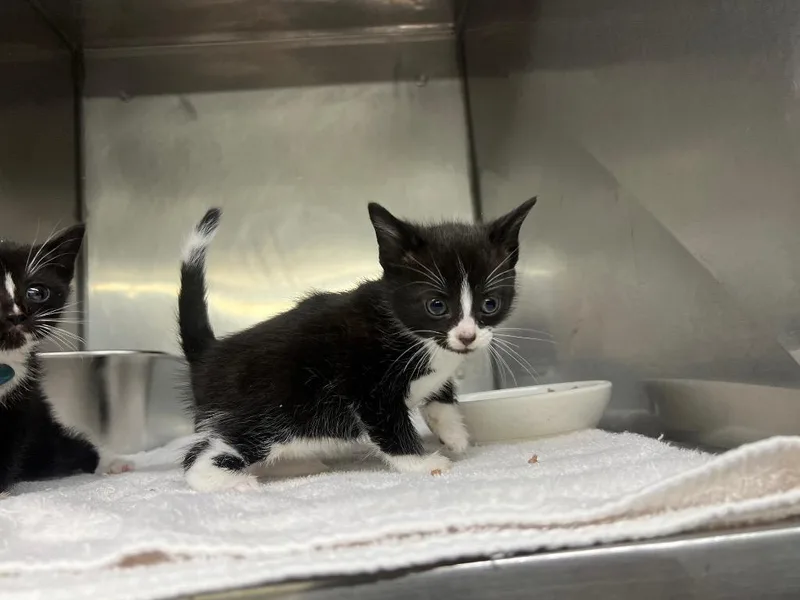 A baby small-sized female Domestic Short Hair cat named Rachelle for adoption in Murray, KY