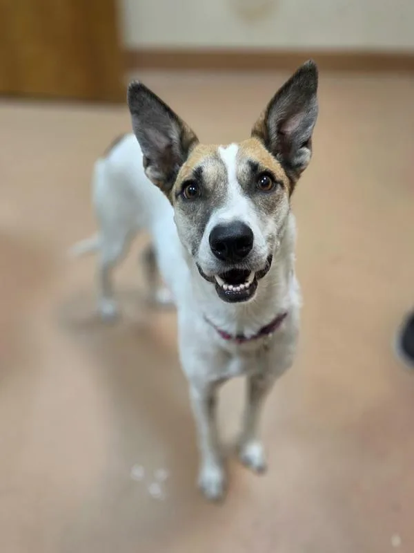 An adult medium-sized female Australian Cattle Dog / Blue Heeler dog named Opal May for adoption in Kennewick, WA