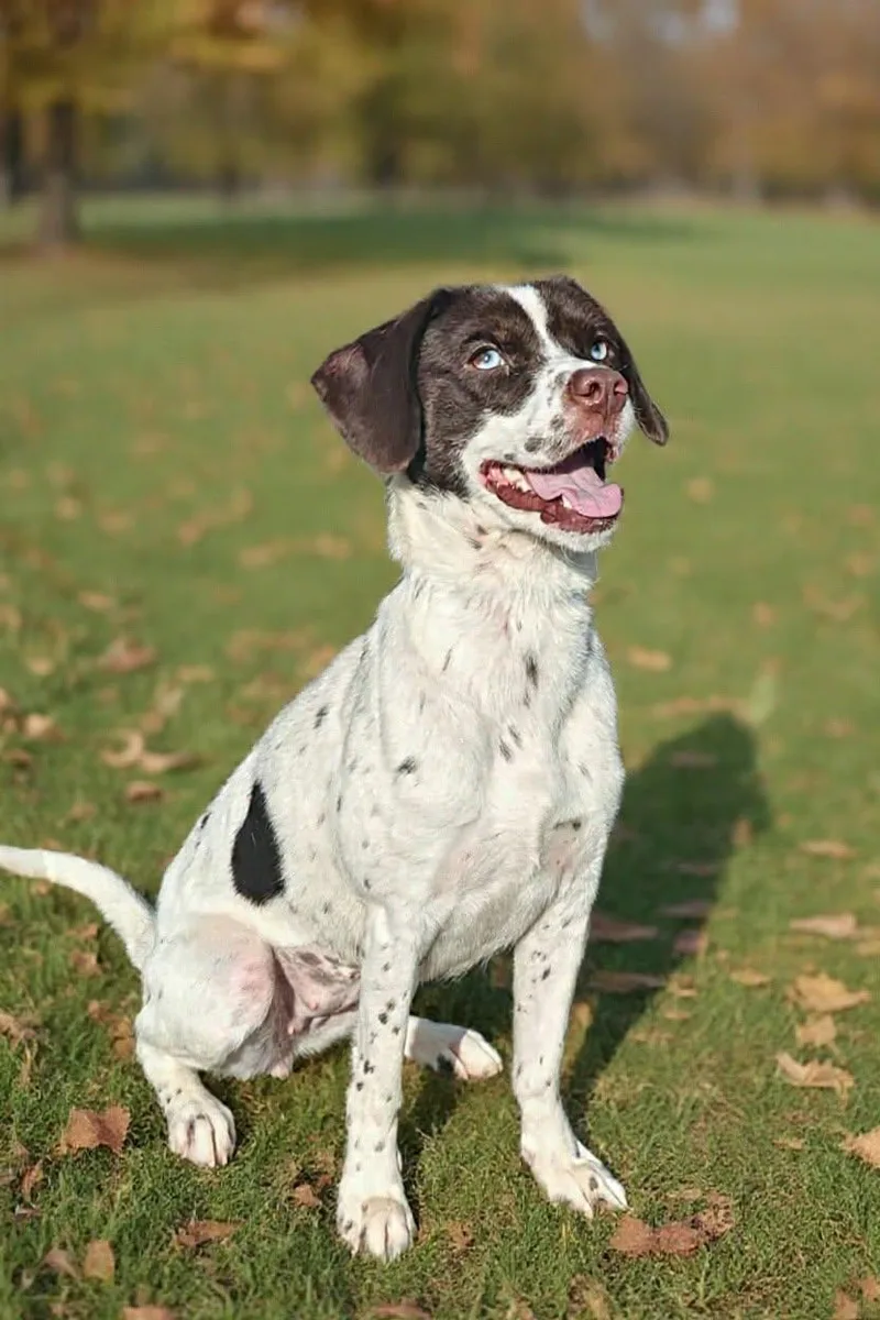 An adult small-sized female Pointer dog named Clover for adoption in Royal Palm Beach, FL