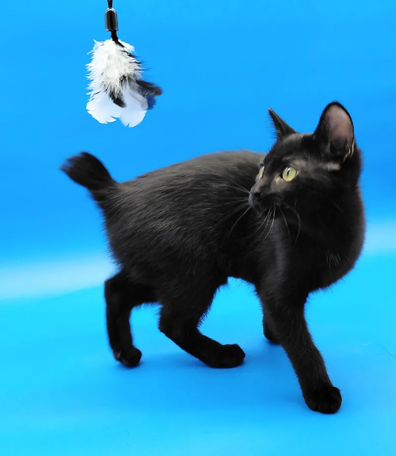 A baby medium-sized female Black Domestic Short Hair cat named Luzianne for adoption in Springfield, MO