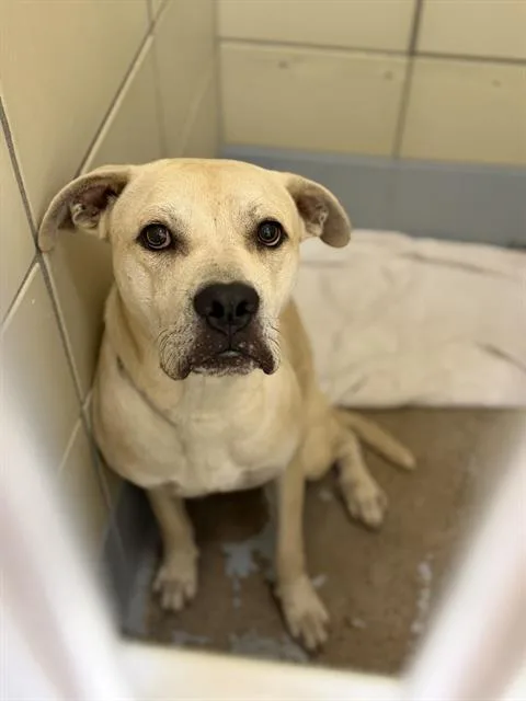 A young medium-sized male Staffordshire Bull Terrier dog named Chad for adoption in Houston, TX