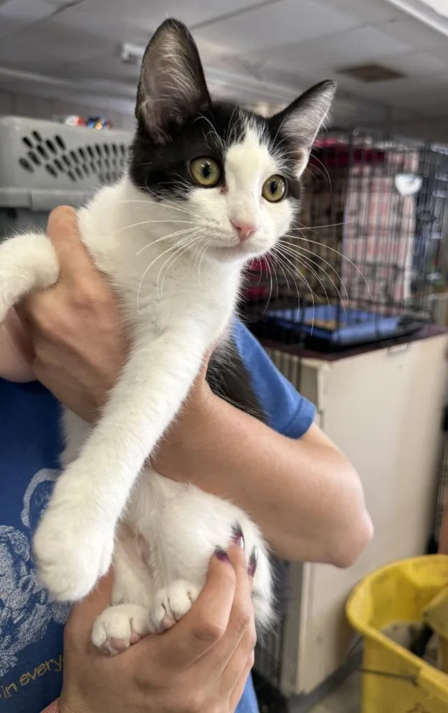 A baby small-sized female Domestic Short Hair cat named Adelle for adoption in Lemoore, CA