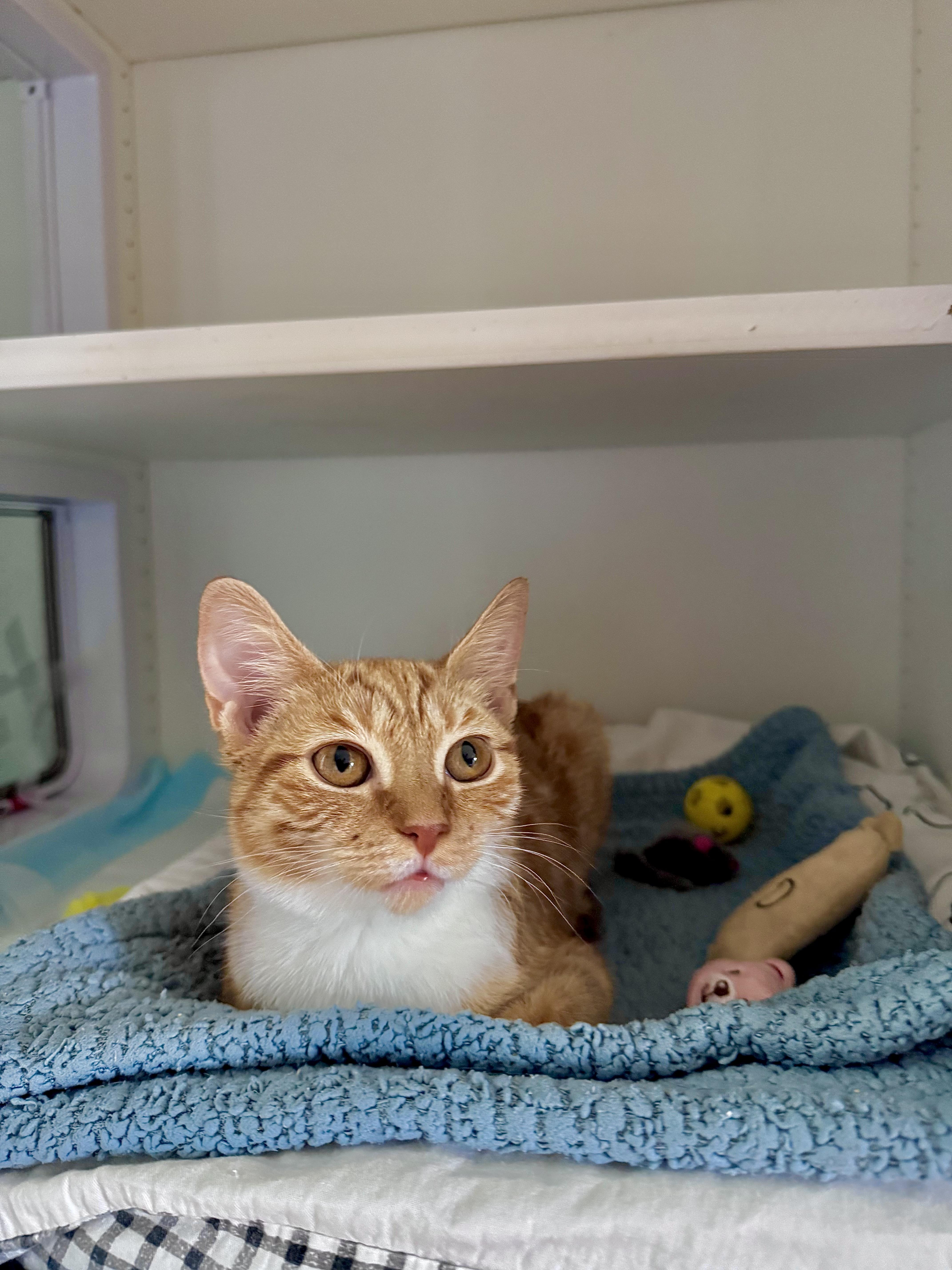 A young medium-sized female Orange & White Domestic Short Hair cat named Salsa for adoption in Ramsey, NJ