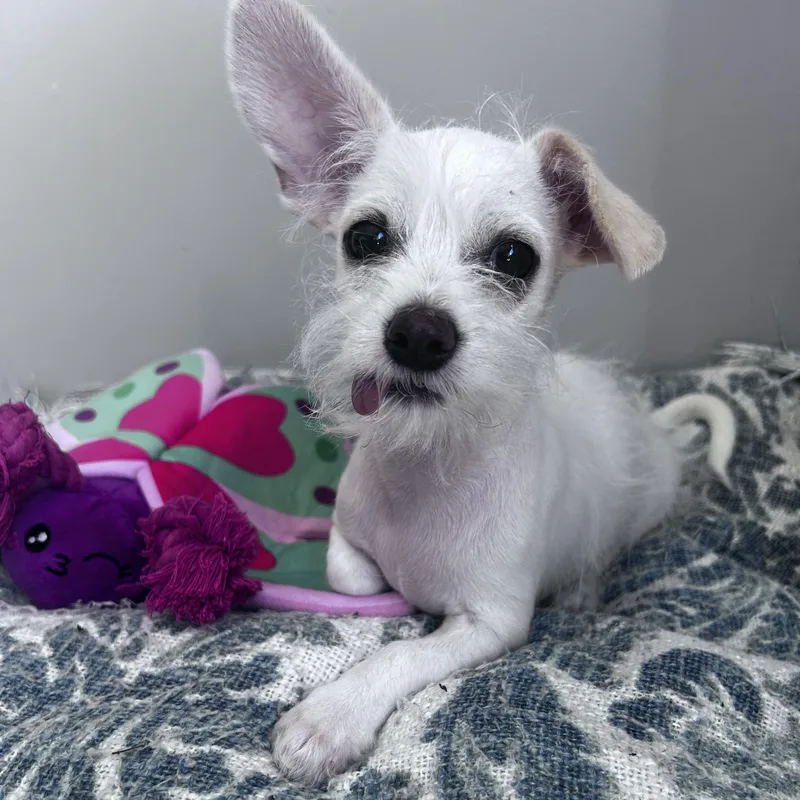 A baby small-sized male White / Cream Terrier dog named Oscar for adoption in Lambertville, NJ