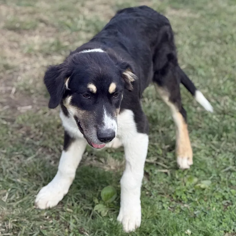 A baby large-sized male Tricolor (Brown, Black, & White) Australian Shepherd dog named Seth for adoption in Amarillo, TX