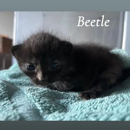 Beetle thumbnail 3