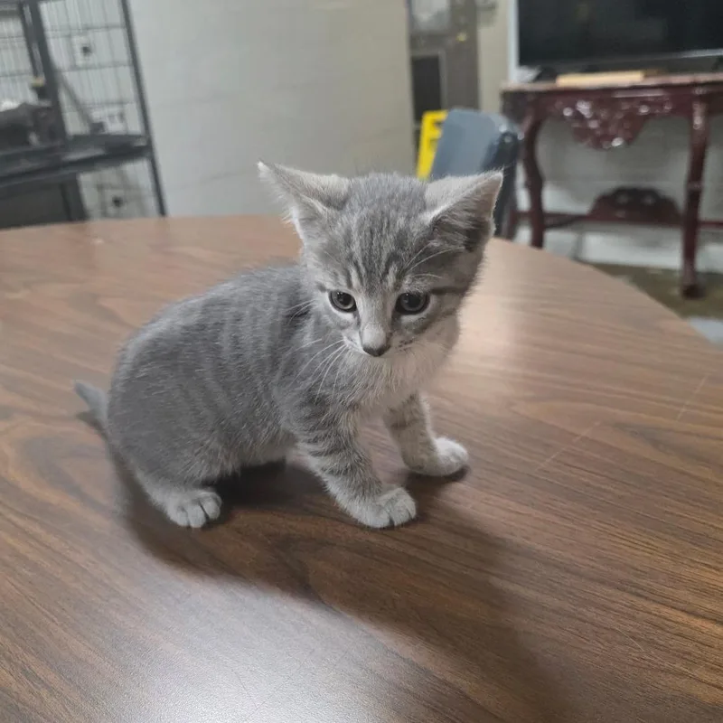 A baby small-sized female Gray / Blue / Silver Domestic Short Hair cat named Shamika for adoption in Clanton, AL