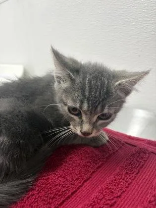 A baby small-sized male Domestic Short Hair cat named Freddie for adoption in West Chester, PA