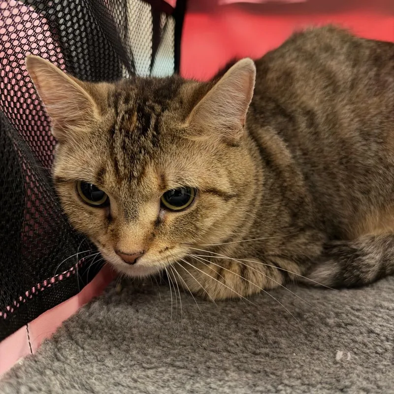An adult large-sized female American Shorthair cat named Caper for adoption in Birmingham, AL
