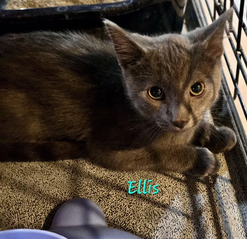 A baby medium-sized male Gray / Blue / Silver Domestic Short Hair cat named Ellis for adoption in Penndel, PA