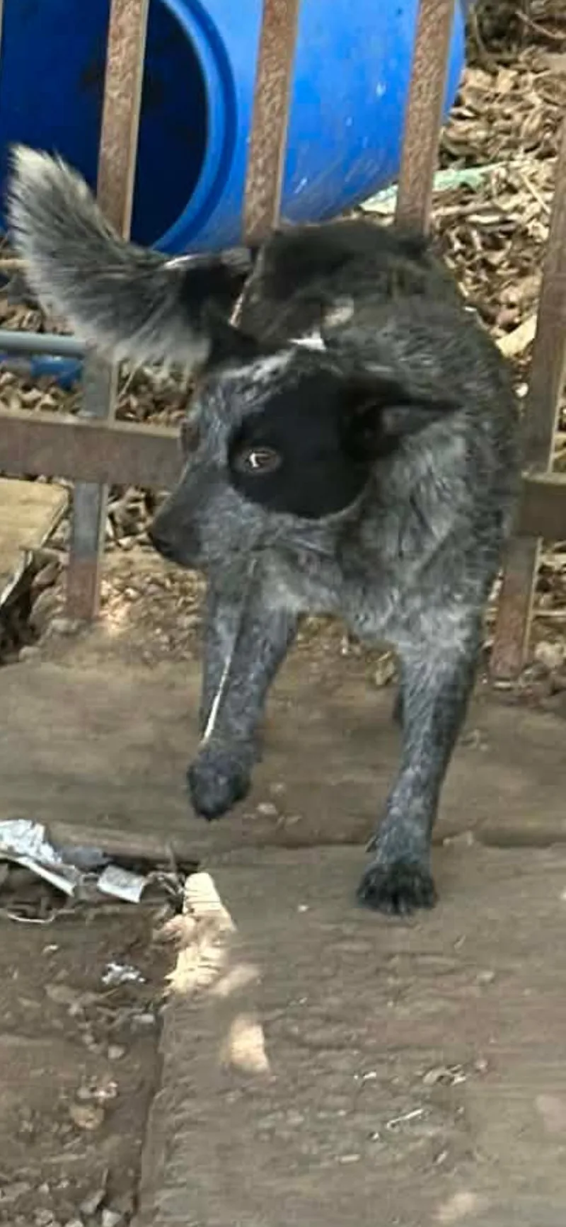 Delta Dawn thumbnail 2