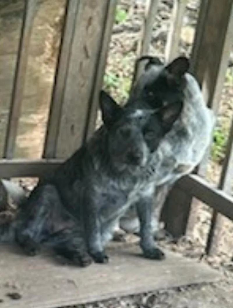 Delta Dawn thumbnail 3