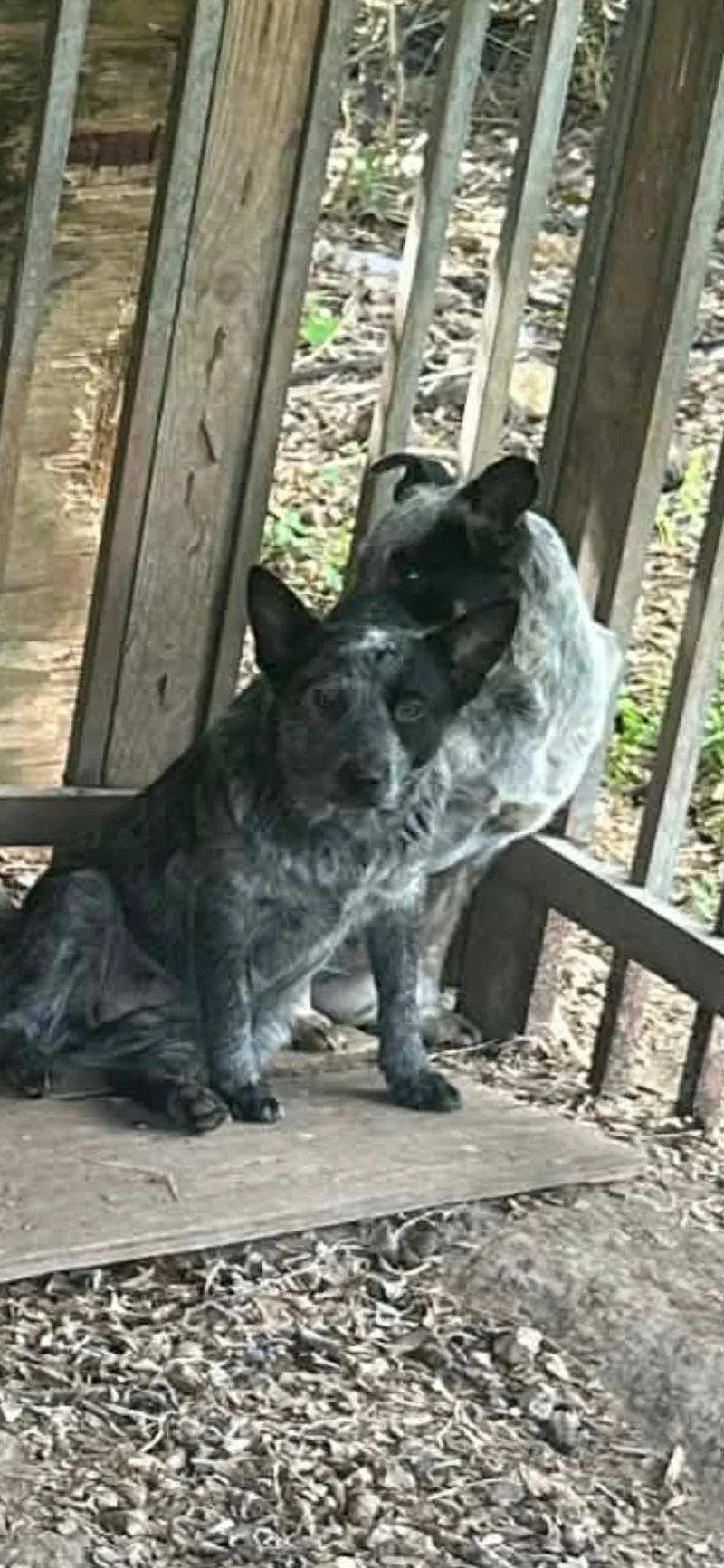 A young medium-sized female Australian Cattle Dog / Blue Heeler dog named Delta Dawn for adoption in Bradenton, FL