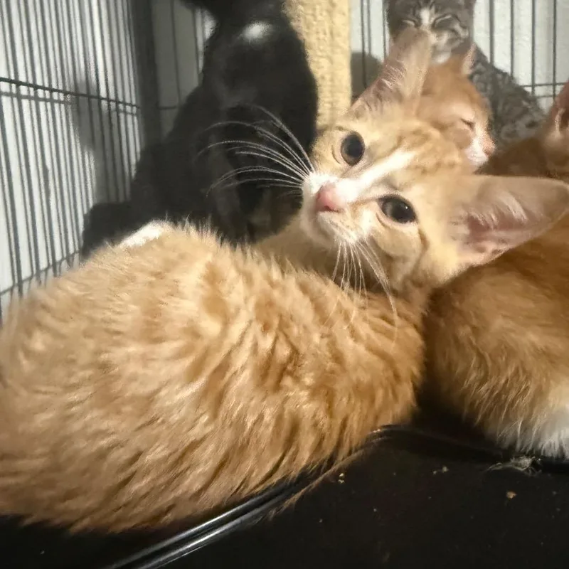 A baby small-sized male Orange / Red Domestic Short Hair cat named Hantu Carter for adoption in Eagle Mountain, UT
