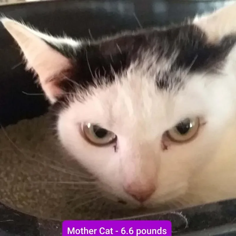 An adult medium-sized female White Domestic Short Hair cat named Cindy Clawford for adoption in Brevard, NC