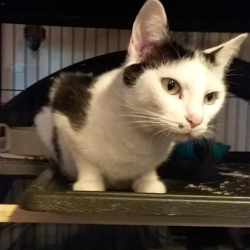 Cindy Clawford thumbnail 3