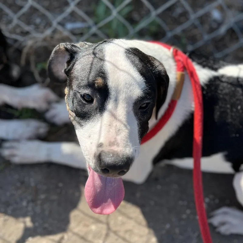 A baby medium-sized female White / Cream Boxer dog named Zephyr for adoption in Sarasota, FL