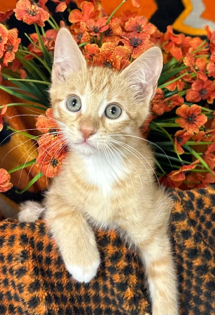 A baby small-sized male Domestic Short Hair cat named Sunset for adoption in Stillwater, OK
