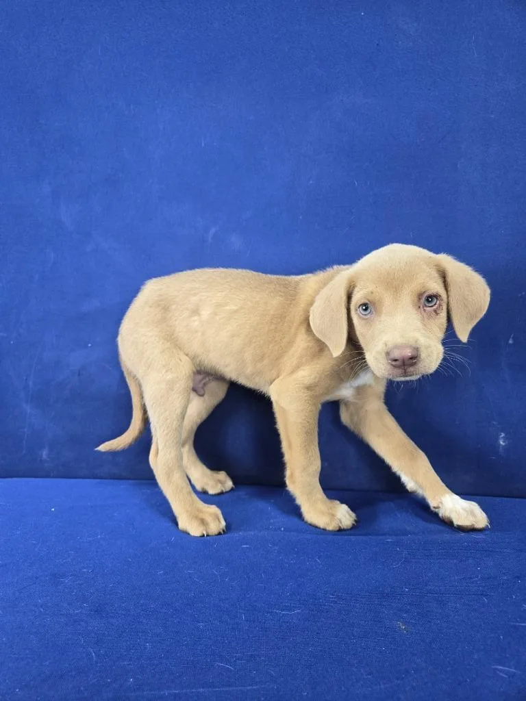 A baby large-sized male Mixed Breed dog named Bombastic Side Eye for adoption in Ruston, LA