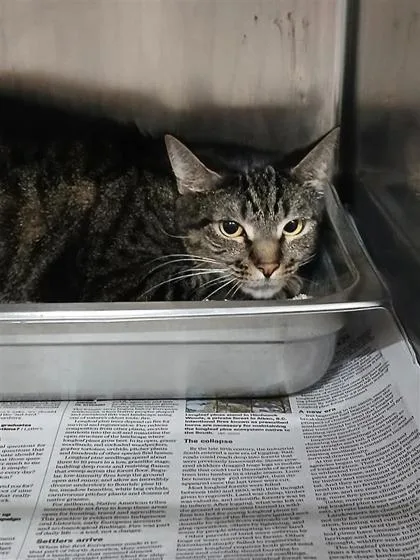 An adult small-sized female Domestic Short Hair cat named Roo for adoption in Largo, FL
