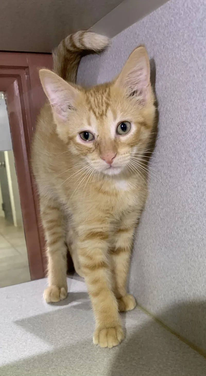 A baby medium-sized male Domestic Short Hair cat named Andy for adoption in Massena, NY