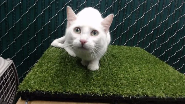 A young medium-sized female American Shorthair cat named Bunny for adoption in Downey, CA