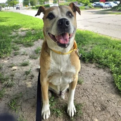 An adult large-sized male Mixed Breed dog named Journey for adoption in Merriam, KS