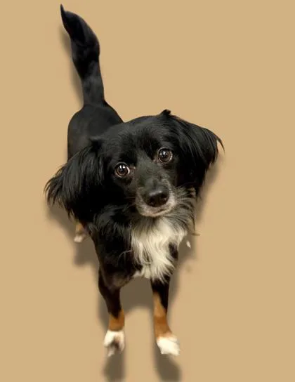 An adult small-sized male Dachshund dog named Clooney for adoption in Lawrenceville, GA