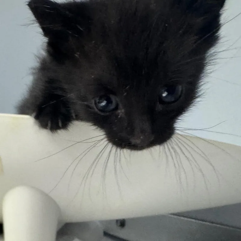 A baby small-sized male Black Domestic Medium Hair cat named Buford for adoption in Columbus, GA