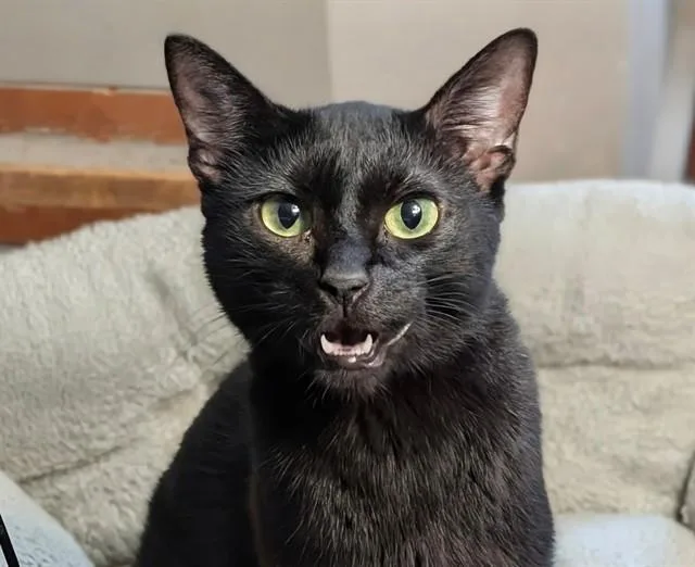 An adult medium-sized female Domestic Short Hair cat named Hermione for adoption in Omaha, NE