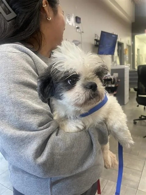 An adult small-sized female Mixed Breed dog named Betty for adoption in Dallas, TX