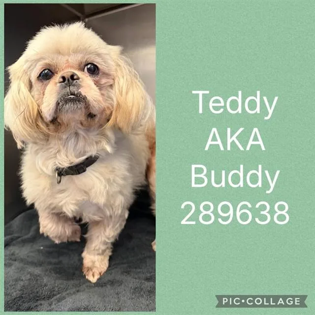 An adult small-sized male Shih Tzu dog named Teddy Aka Buddy Bolden for adoption in Macon, GA