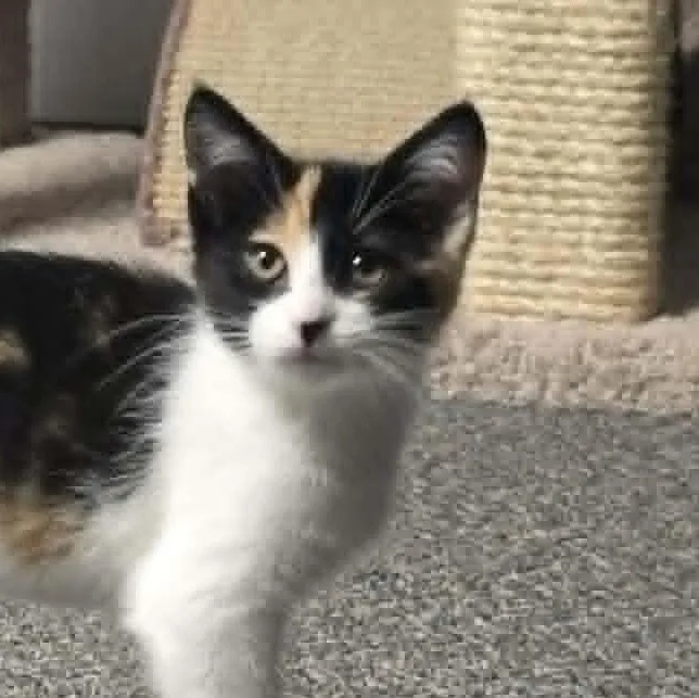 A baby medium-sized female Calico cat named Daphne Blake for adoption in Shippenville, PA