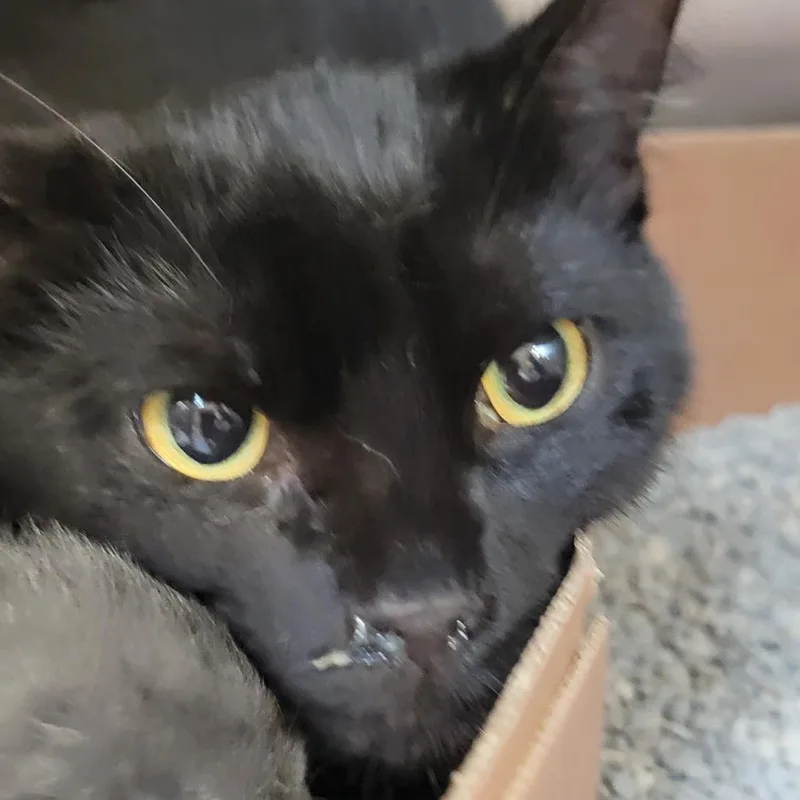 A young medium-sized female Black Domestic Short Hair cat named Maple for adoption in Milan, IL
