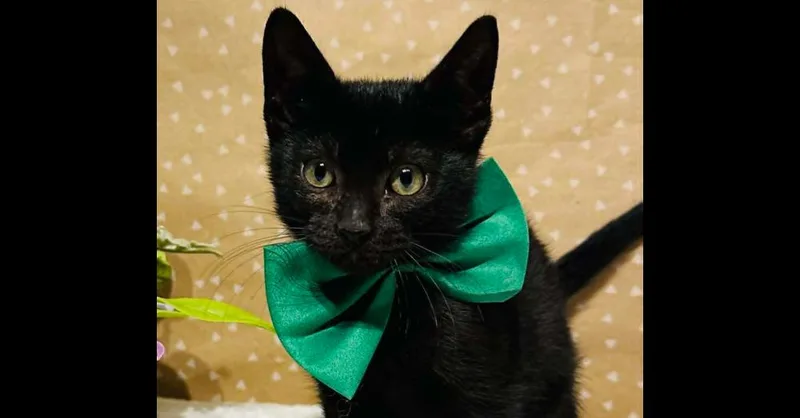 A baby small-sized male Black Domestic Short Hair cat named Binx for adoption in Groveland, MA