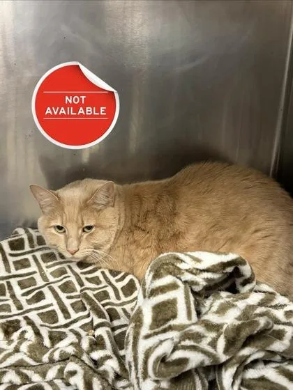 An adult large-sized female Domestic Short Hair cat named Butterball for adoption in Lowell, MA