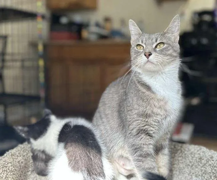 A young medium-sized female Tabby (Gray / Blue / Silver) Domestic Short Hair cat named Lucy for adoption in Salem, NH