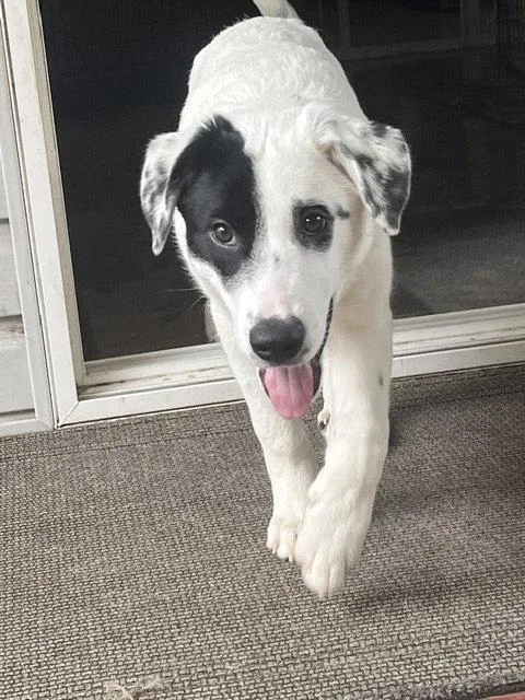 A baby large-sized female Border Collie dog named Fiona for adoption in St. Louis, MO