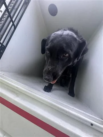 A senior large-sized female Labrador Retriever dog named Remi for adoption in Houston, TX