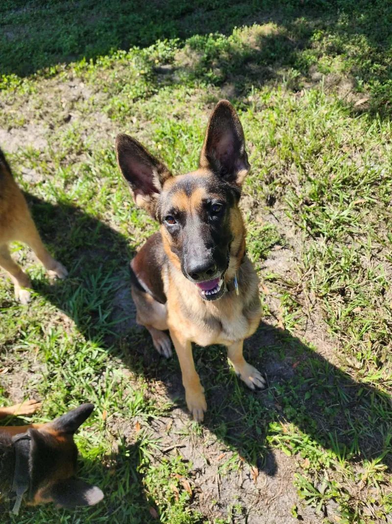 A young large-sized female German Shepherd Dog dog named Iris for adoption in Palm Harbor, FL