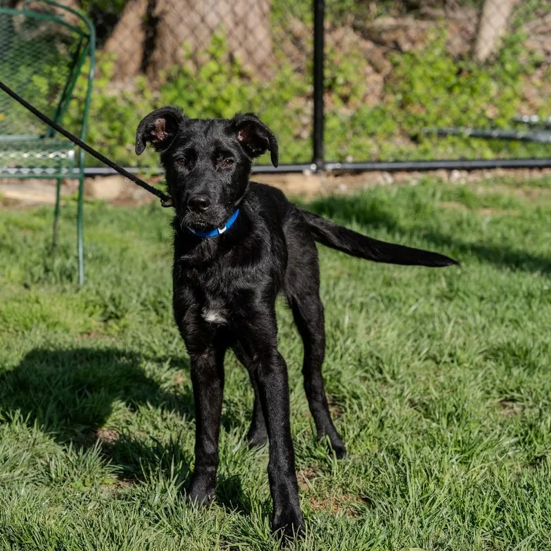 A baby medium-sized male Black Labrador Retriever dog named Louie for adoption in Pawling, NY