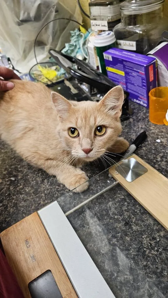 A young small-sized female Domestic Short Hair cat named Mama Tot for adoption in Crossville, TN