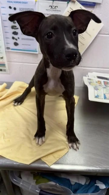 A baby small-sized female Mixed Breed dog named D.o.t. for adoption in Jacksonville, FL