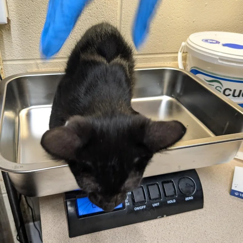 A baby small-sized male Black Domestic Short Hair cat named Ed for adoption in Danville, KY