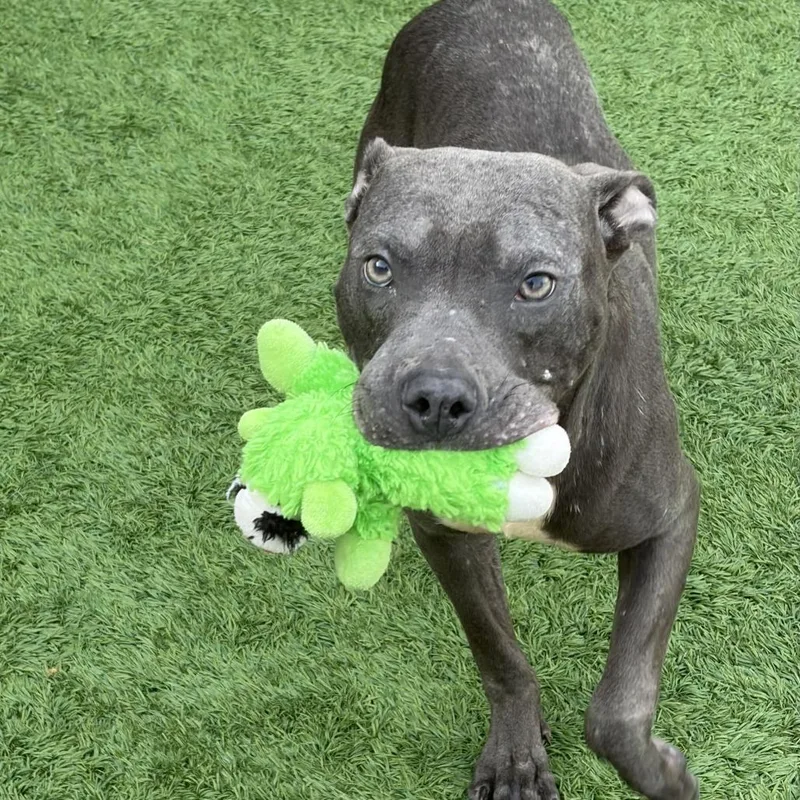A young medium-sized male Pit Bull Terrier dog named Meeny for adoption in Matteson, IL