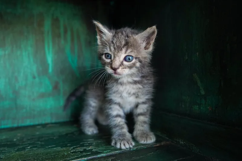 A young medium-sized female Tabby (Gray / Blue / Silver) Domestic Short Hair cat named Pam for adoption in San Antonio, TX